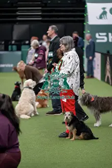 Crufts 2026 Main Arena Prints: Scruffts final