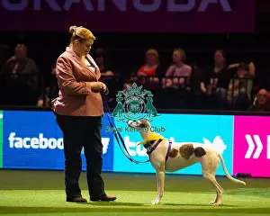 Crufts 2016 Prints: Scruffts Final - winner