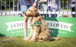 Scruffts Newark 2019