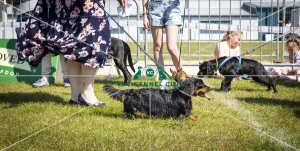 Scruffts Newark 2019