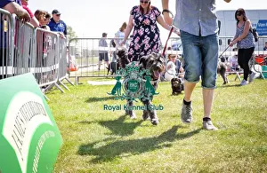 Scruffts Newark 2019