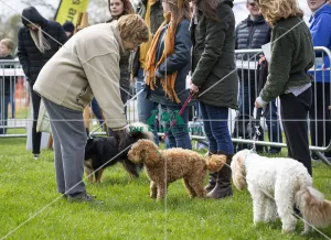 Scruffts Newbury 2019