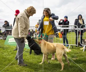 Scruffts Newbury 2019