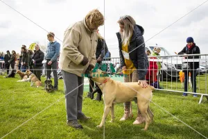Scruffts Newbury 2019