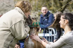 Scruffts Newbury 2019