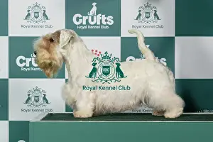 Sealyham Terrier Prints: Sealyham Terrier Best of Breed Crufts 2026