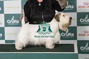 Sealyham Terrier Prints: Sealyham Terrier BOB