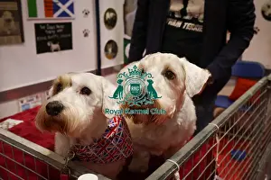 Sealyham Terrier Prints: Sealyham Terriers at Discover Dogs