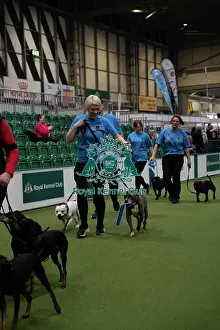 Day 1 Prints: Second place obreedience Super Staffords