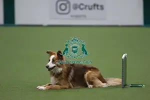 Obedience Prints: Sendaway Exercise