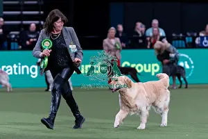 Retriever Golden Prints: Serena Noferri from Malaga, Spain with Dreamer