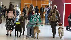 Golden Retriever Prints: Service dogs working with owners at Crufts