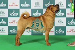 Utility Group Prints: Shar Pei Best of Breed Crufts 2026 Ch Chernyi Chizh Baloved by All at Sharpuggles (Imp Rus) (Mrss Grimshaw)