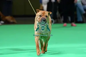 Judging Prints: Shar Peis are judged
