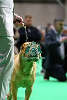 Judging Prints: Shar Peis are judged