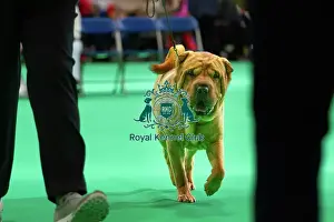 Judging Prints: Shar Peis are judged