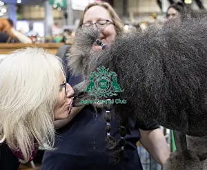 Poodle Standard Prints: Sharon Cummings from Hampshire with Drama a poodle who was competing today (Friday 07/03/25)