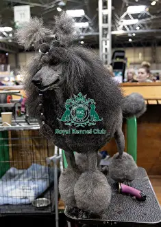 Poodle Standard Prints: Sharon Cummings from Hampshire with Drama a poodle who was competing today (Friday 07/03/25)