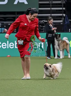 Tibetan Spaniel Prints: Sharon O'Brien from Ireland with Oslo