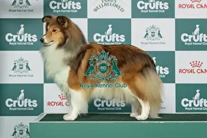 Thursday Prints: Shetland Sheepdog Best of Breed Crufts 2026