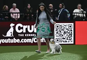 Junior Warrent Final Prints: Shetland Sheepdog, Lavika Sunset Rose JW