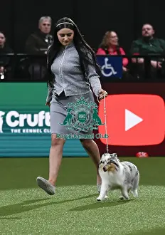 Junior Warrent Final Prints: Shetland Sheepdog, Lavika Sunset Rose JW