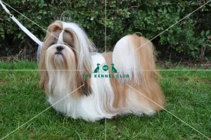 SHIH TZU SHIH TZU
