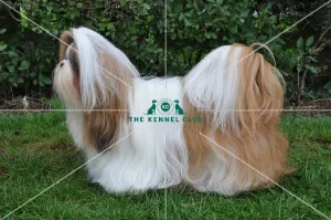 SHIH TZU