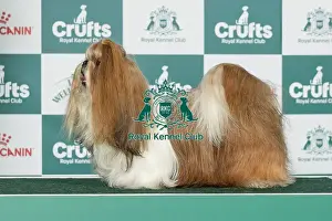 Utility Group Prints: Shih Tzu Best of Breed Crufts 2026