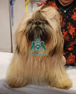 Crufts 2025 Discover Dogs Prints: Shih tzu Discover Dogs