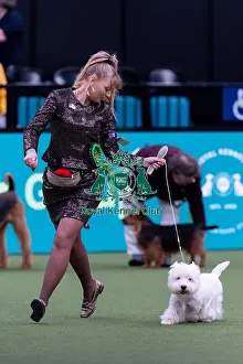 West Highland White Terrier Prints: Shirley Van Der Veen, from Holland