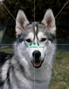 Siberian Husky