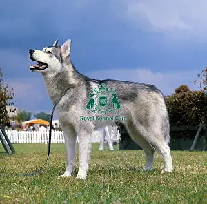Siberian Husky
