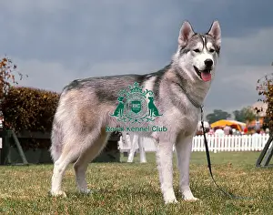 Working Group Prints: Siberian Husky
