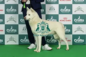 Thursday Prints: Siberian Husky Best of Breed Crufts 2026