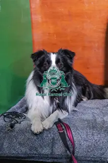 Border Collie Prints: Simaro Jameson