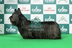 Friday Prints: Skye Terrier Best of Breed Crufts 2026