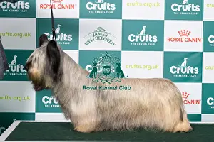 Crufts 2025 Best Of Breed Prints: Skye Terrier BOB