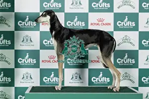 Hound Group Prints: Sloughi Best of Breed Crufts 2026