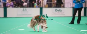 Smeller