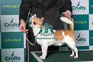 Chihuahua Prints: Smooth coat Chihuhua Best of Breed Crufts 2022