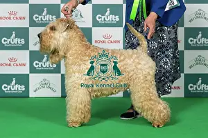 Soft Coated Wheaten Terrier Prints: Soft Coated Wheaten Terrier Best of Breed Crufts 2026 Ch Flaxela Perfect Storm (AI) (Mrs P & Mr J Clarke)