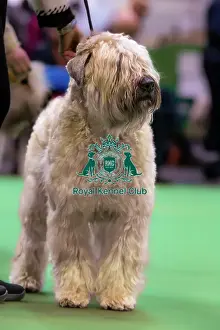 Soft Coated Wheaten Terrier Prints: Soft Coated Wheaten Terrier in Breed Judging