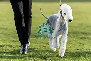 Crufts 2025 BeatMedia Prints: Solly, a Bedlington Terrier, arriving today (Thursday 06/03/25)