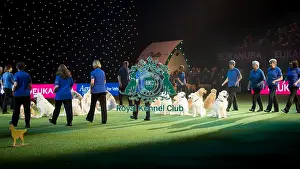 Crufts 2016 Prints: Southern Golden Retriever Display