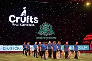 Crufts 2026 Main Arena Prints: Southern Golden Retriever Display Team