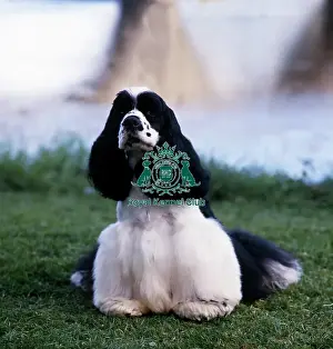 Spaniel (American Cocker)