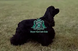 Spaniel (American Cocker)