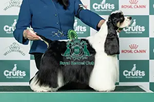 Sunday Prints: Spaniel (American Cocker) Best of Breed Crufts 2026