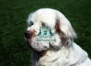 Spaniel (Clumber)